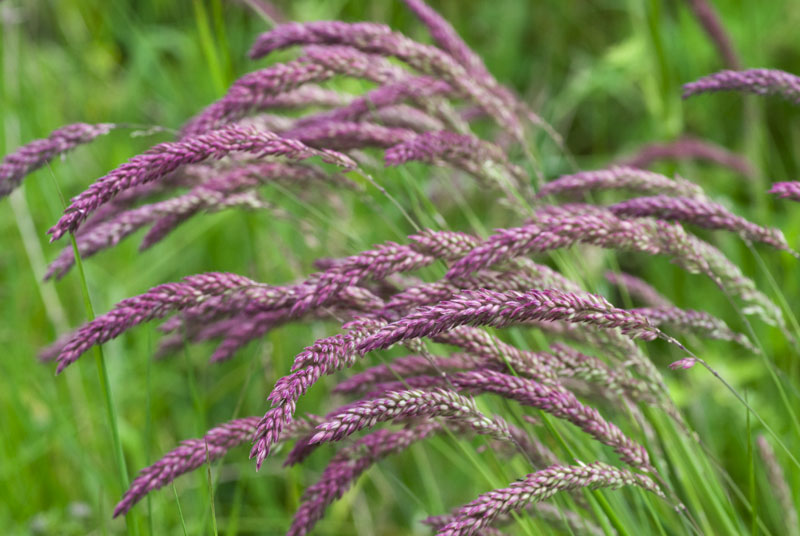 Grasses
