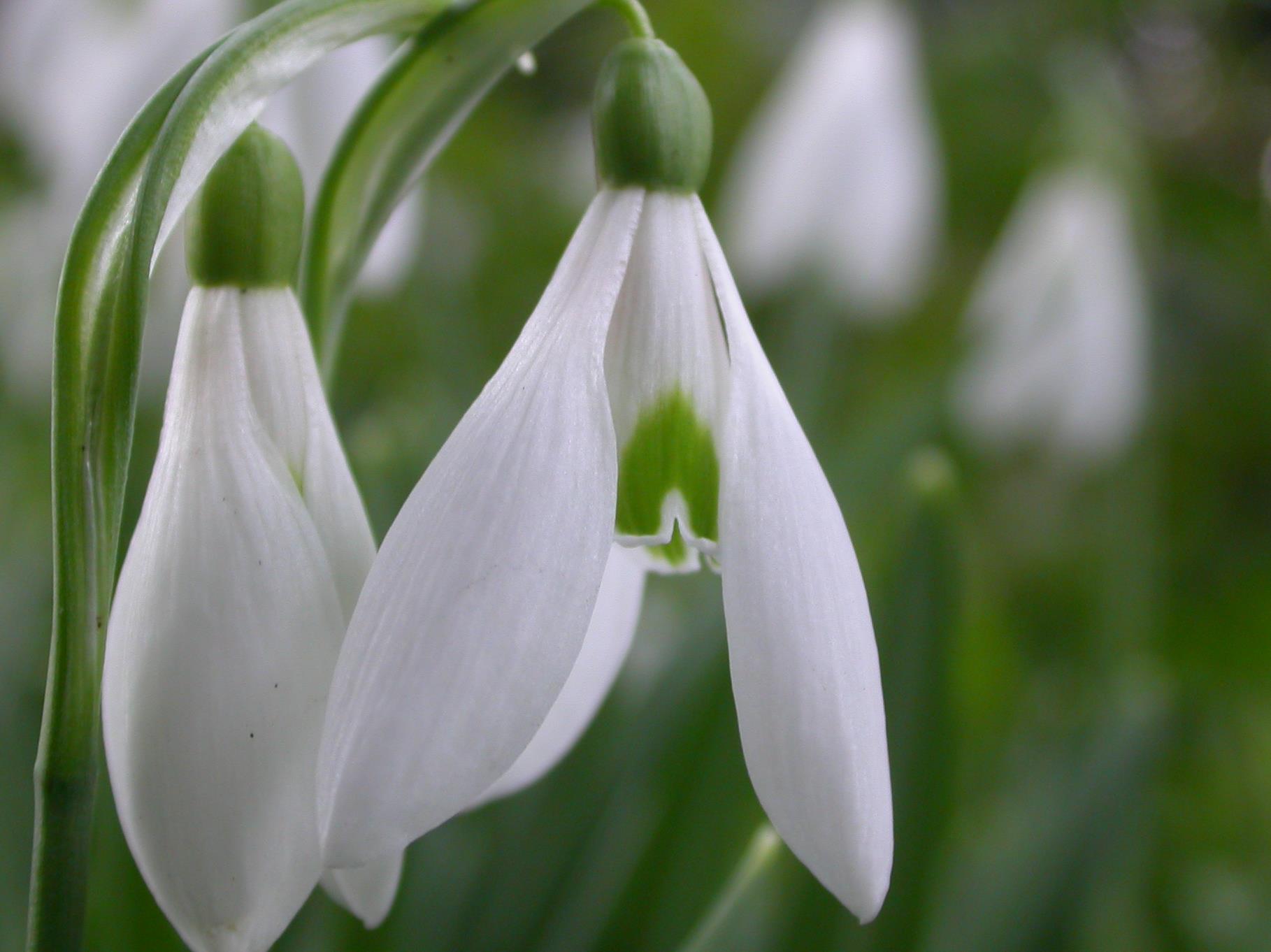 Two snowdrops not yet fully flowered