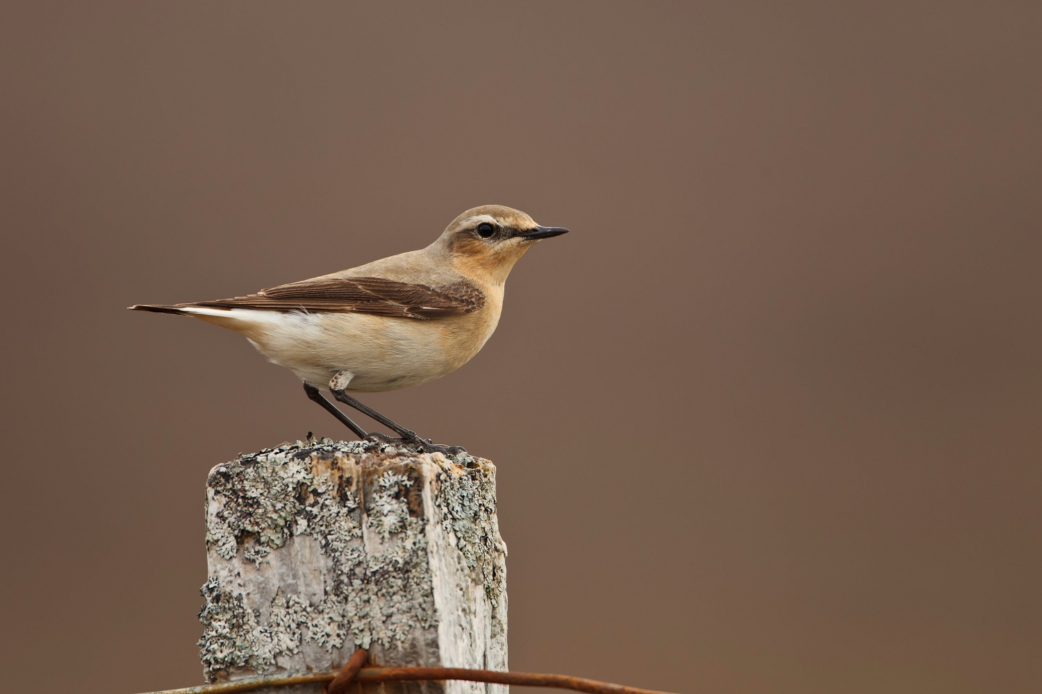 Wheatear