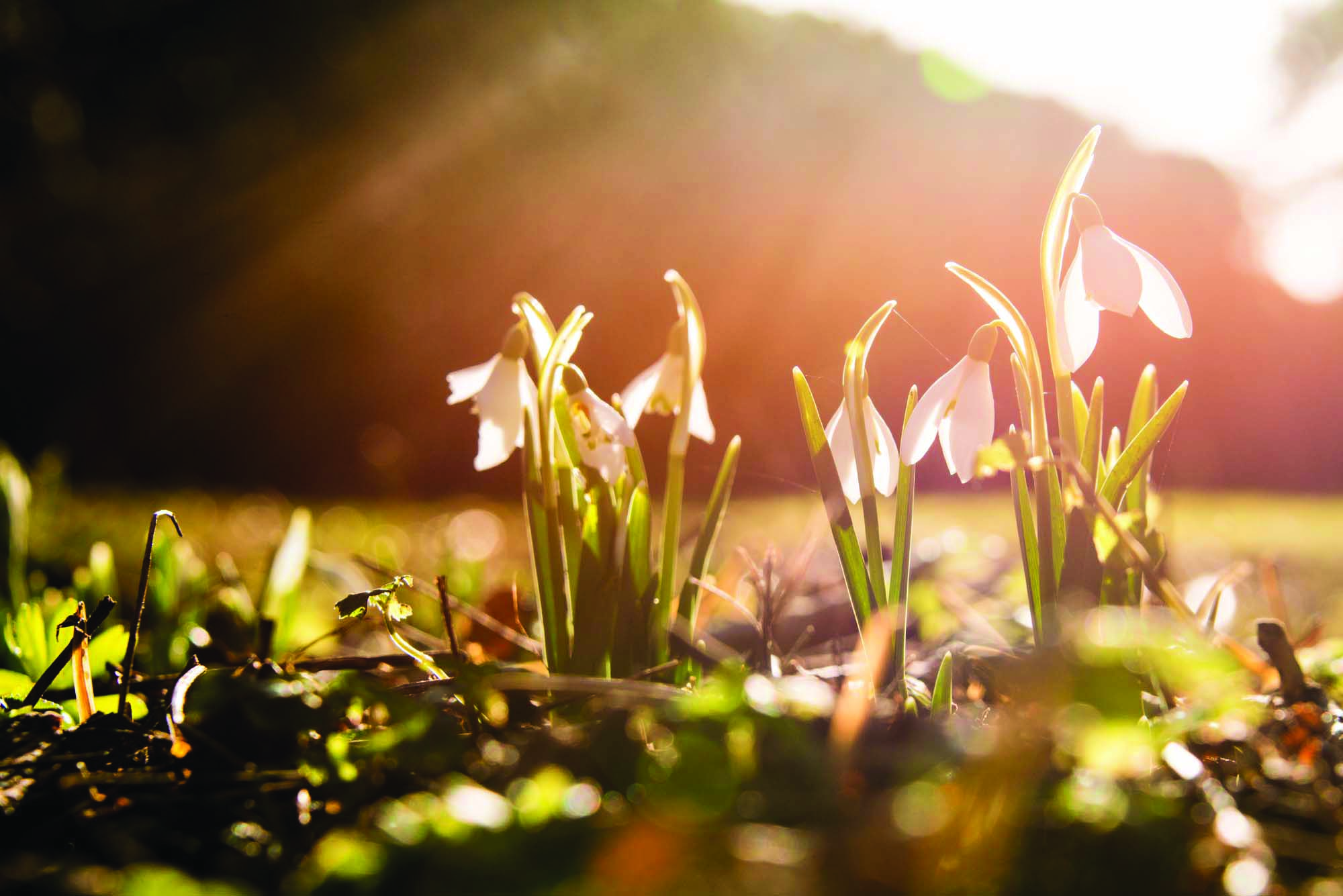 Snowdrops in sunshine