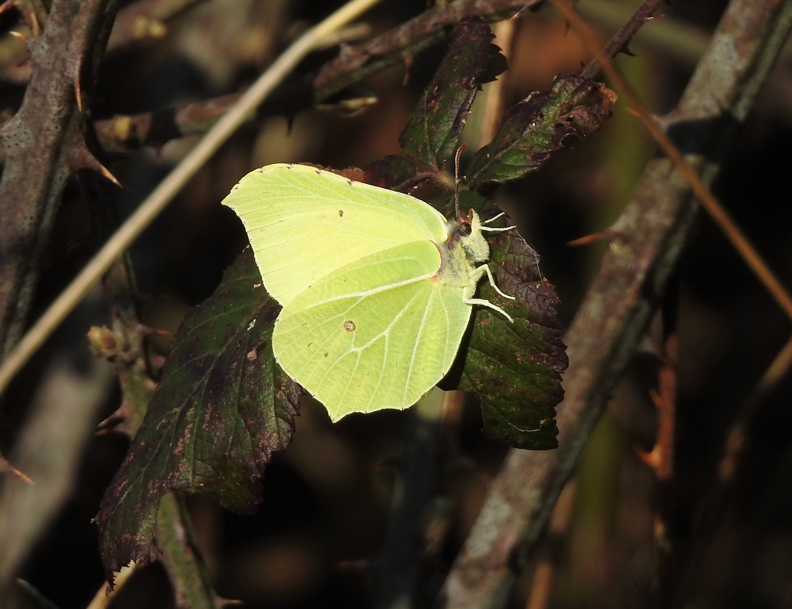 Brimstone