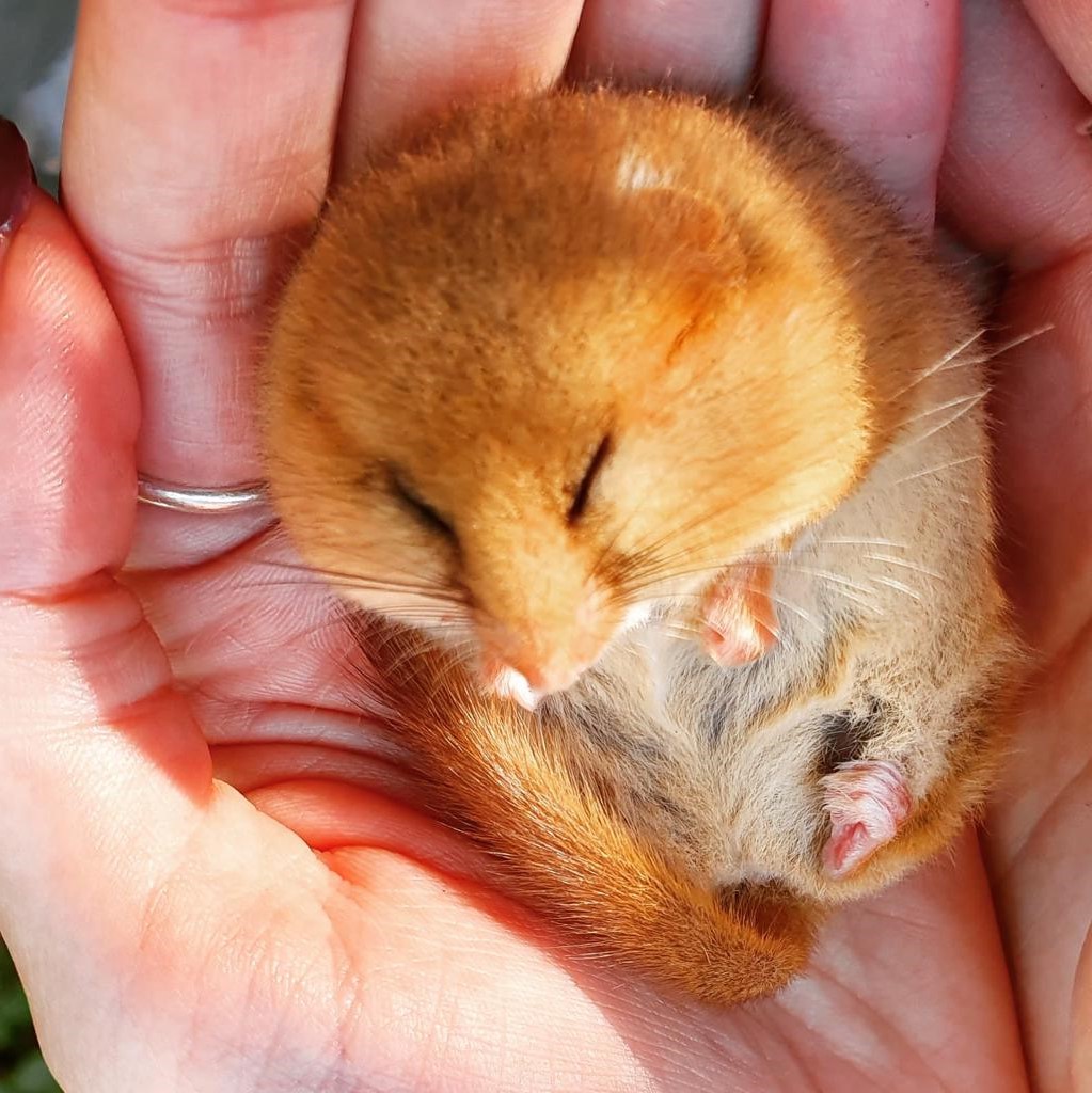 Dormouse