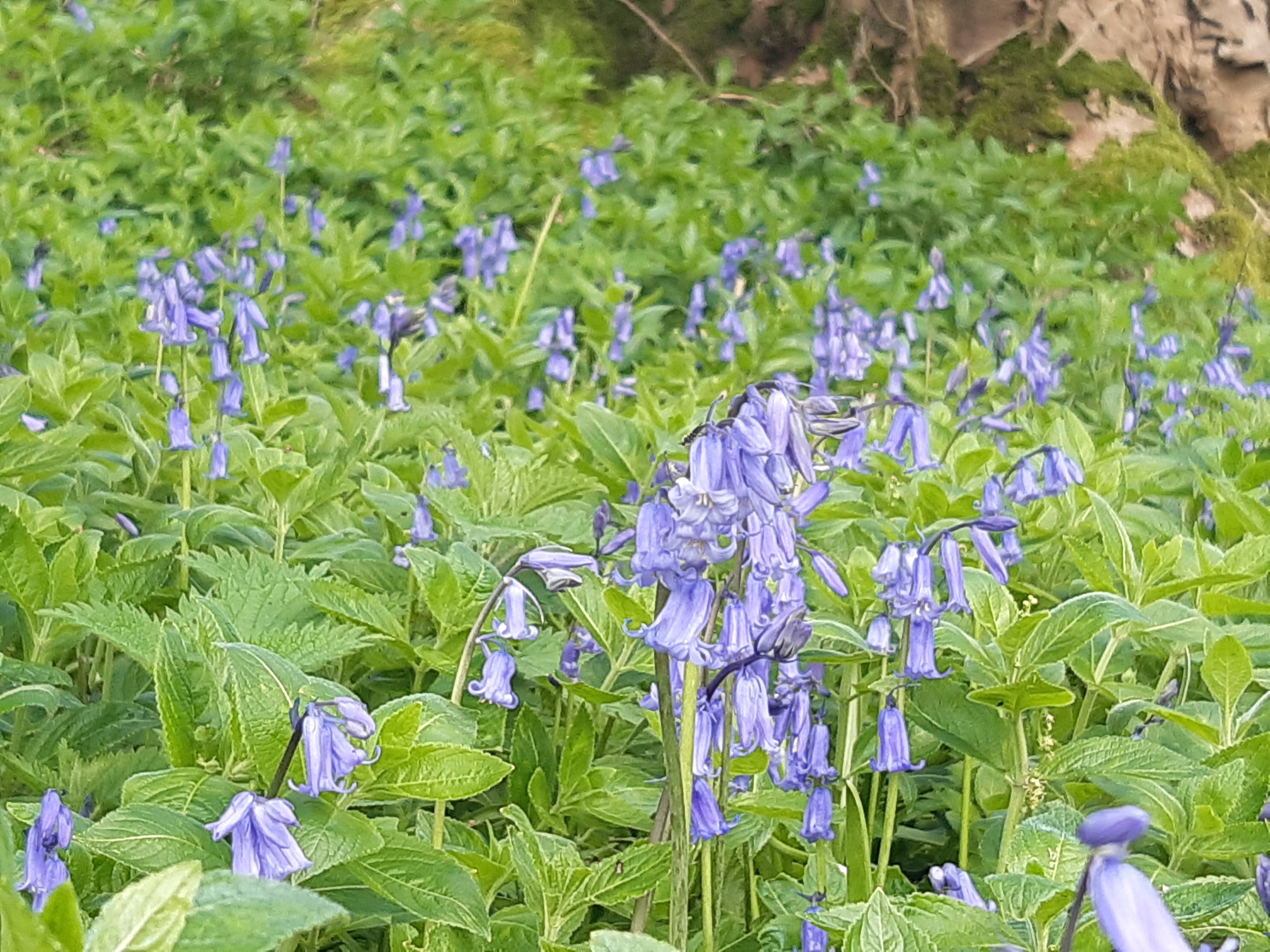 Bluebells and dog's mercury on a woodland floor.